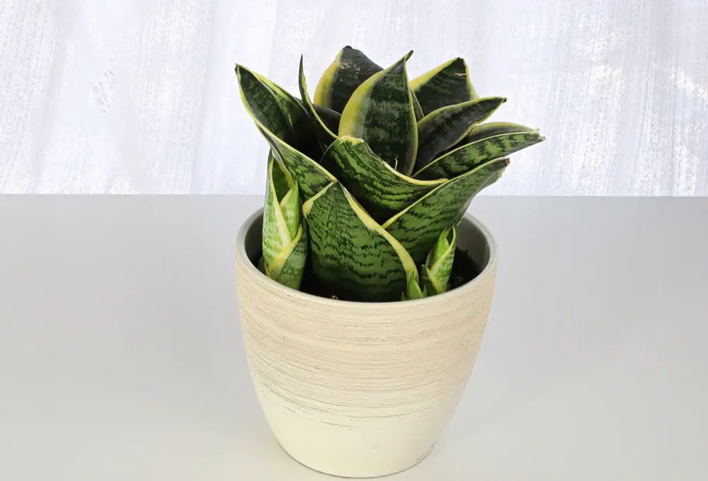 Types of Snake Plant Varieties