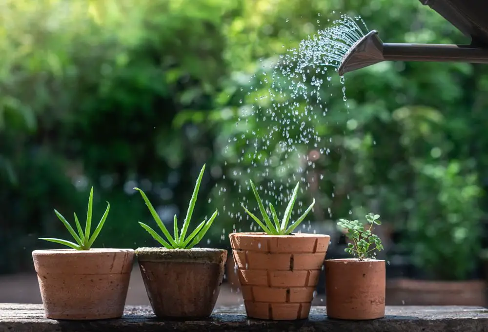 Water My Aloe Plant