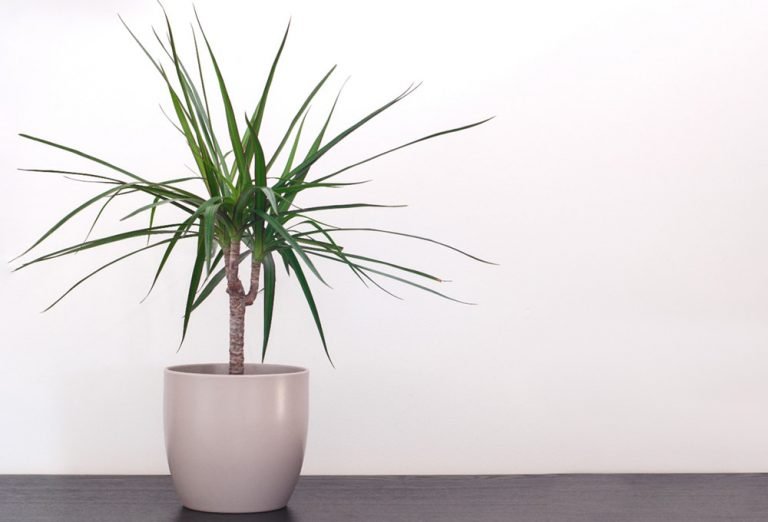 How to Care for Dracaena Gold Star Indoor Plant - All You Need to Know