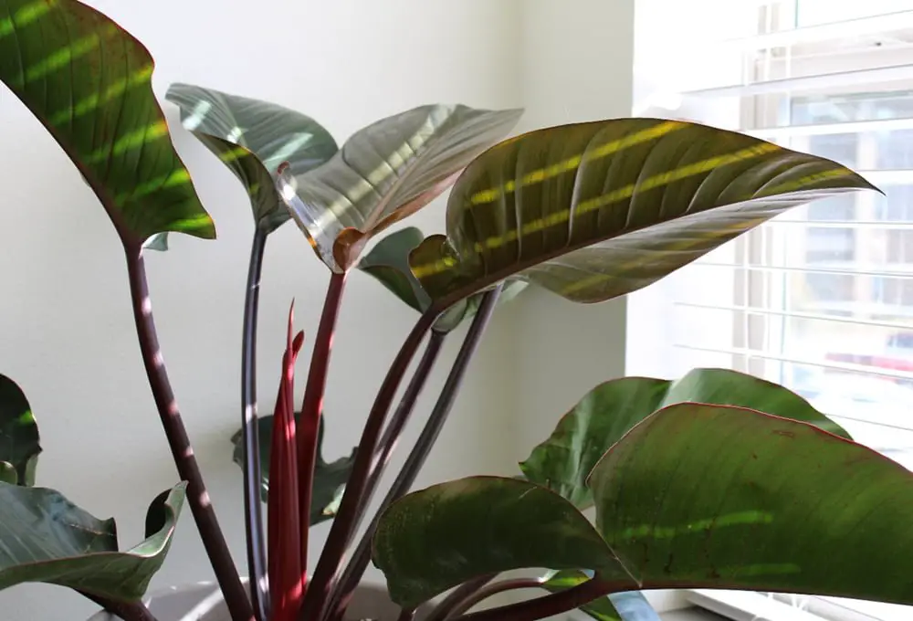 Different Types of Philodendrons