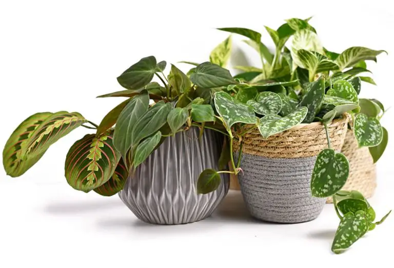 Philodendron vs Pothos - What's the Difference & How to Tell