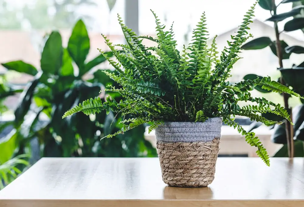 How Often Should You Water Ferns