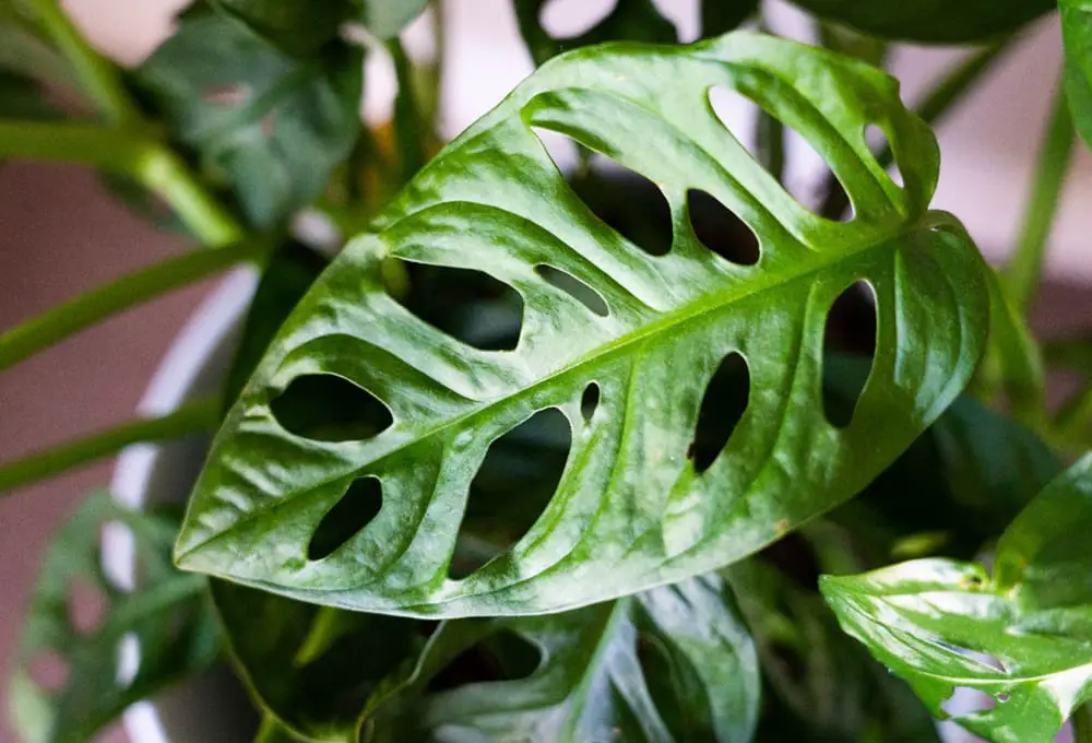 Monstera Adansonii Care Guide