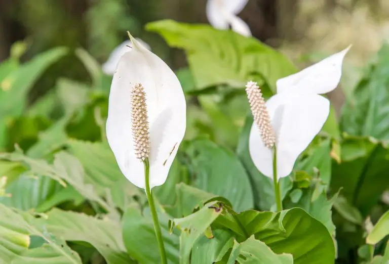 Peace Lily Leaves Turning Brown What Should You Do?