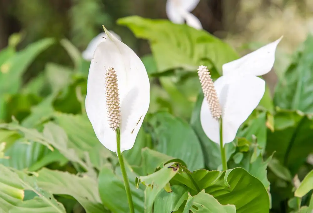 Peace Lily Leaves Turning Brown