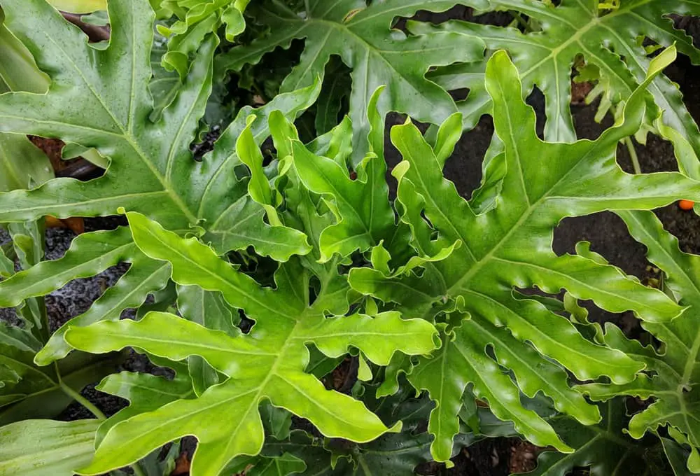 Philodendron Selloum Care