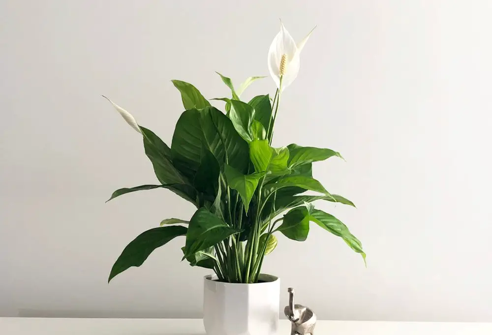 Prune a Peace Lily