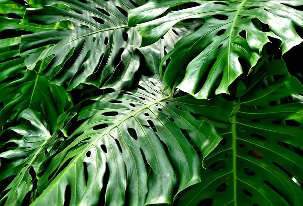 Split Leaf Philodendron