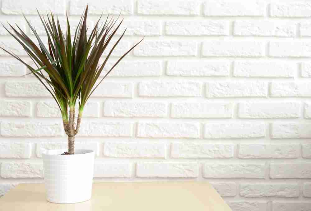 Dracaena Massangeana Care – The Indoor Cane Corn Plant