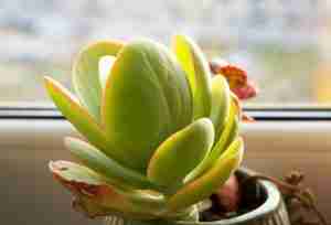 Flapjacks Succulent Care & Growing - The Ultimate Guide