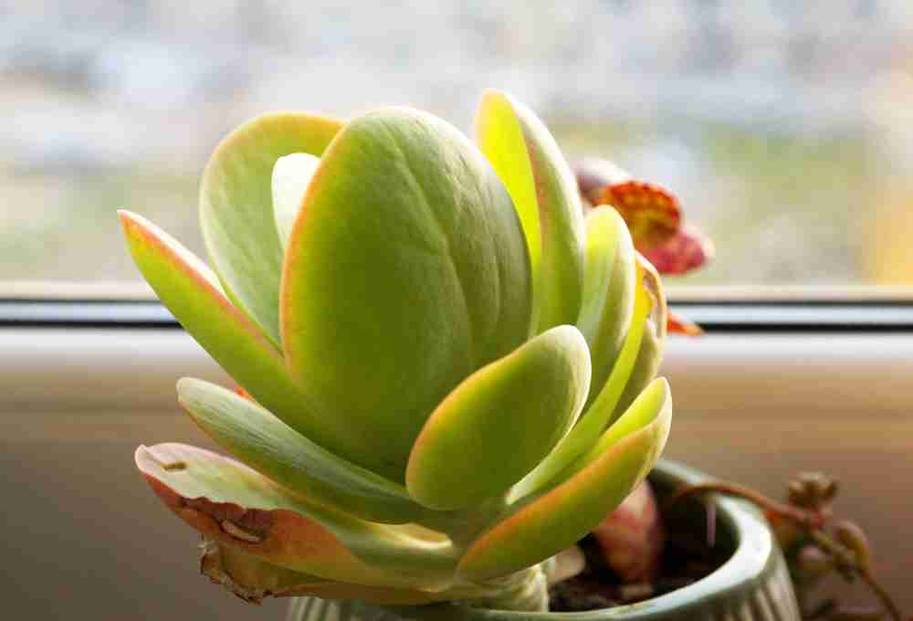 Flapjacks Succulent Care & Growing - The Ultimate Guide