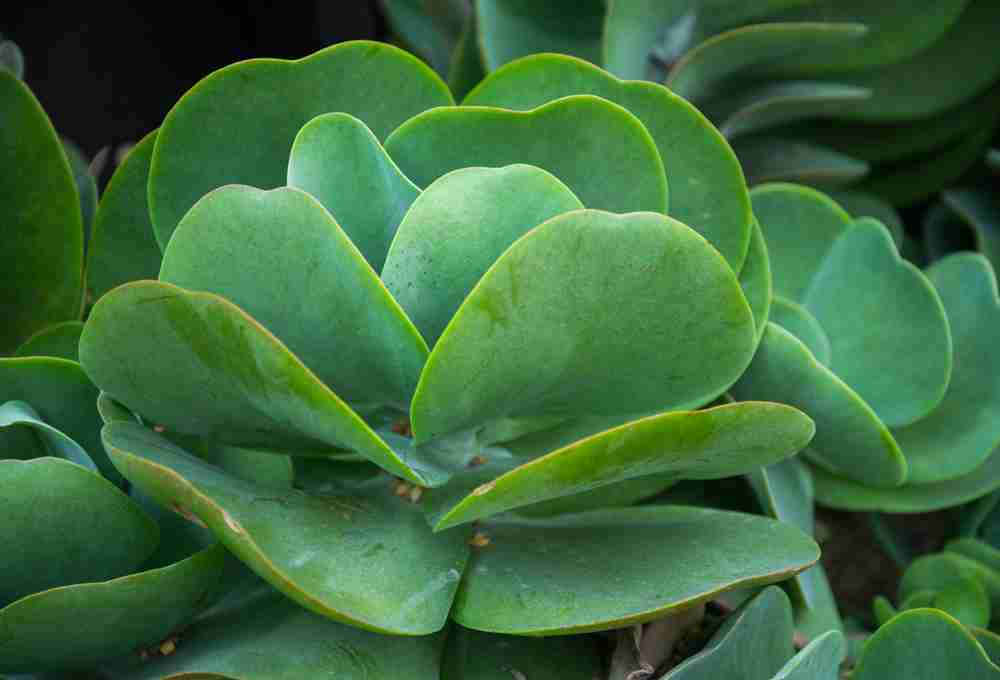 How to Grow a Paddle Plant Indoors – Paddle Plant Care Pointers
