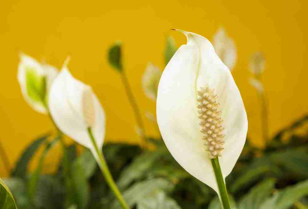 How to Propagate a Peace Lily – Step-by-step Instruction Guide
