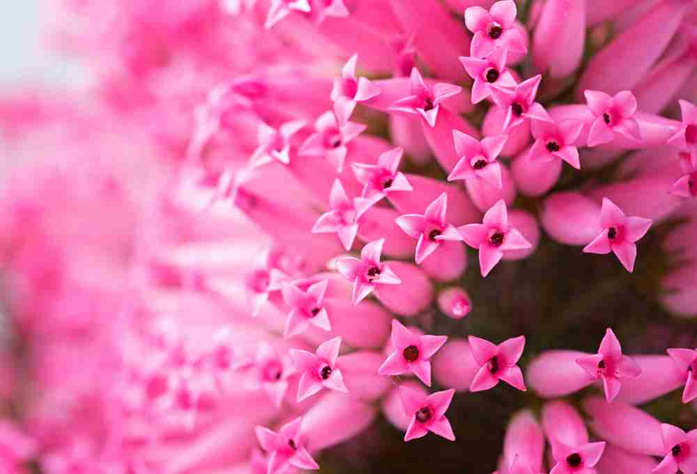 Italian Heather Plant Care - Everything You Should Know