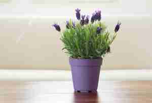 Lavender Plant Care Indoor – 7 Must-Know Tips