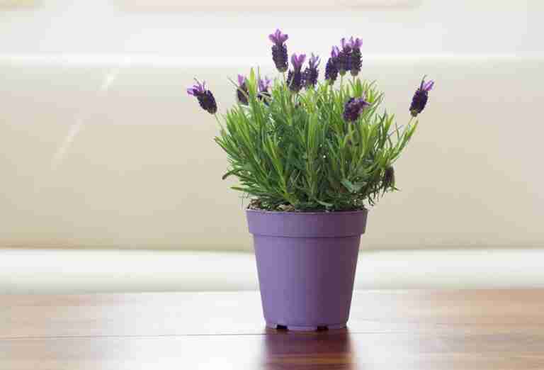 Lavender Plant Care Indoor 7 MustKnow Tips Indoor Home Garden