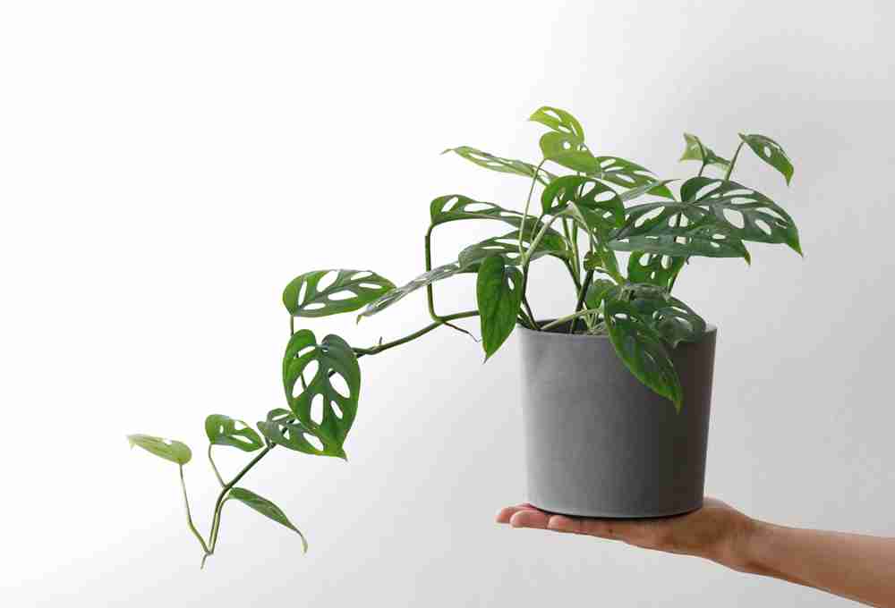 Mini Monstera Care Instructions – The Beginner’s Guide