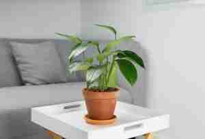 Philodendron Green Congo Care & Grow Tips for a Healthy Plant