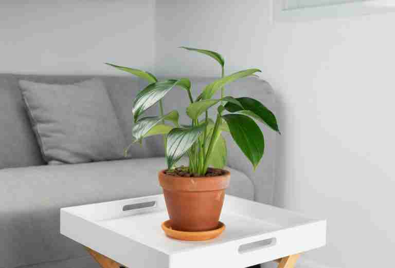 Philodendron Green Congo Care & Grow Tips for a Healthy Plant Indoor