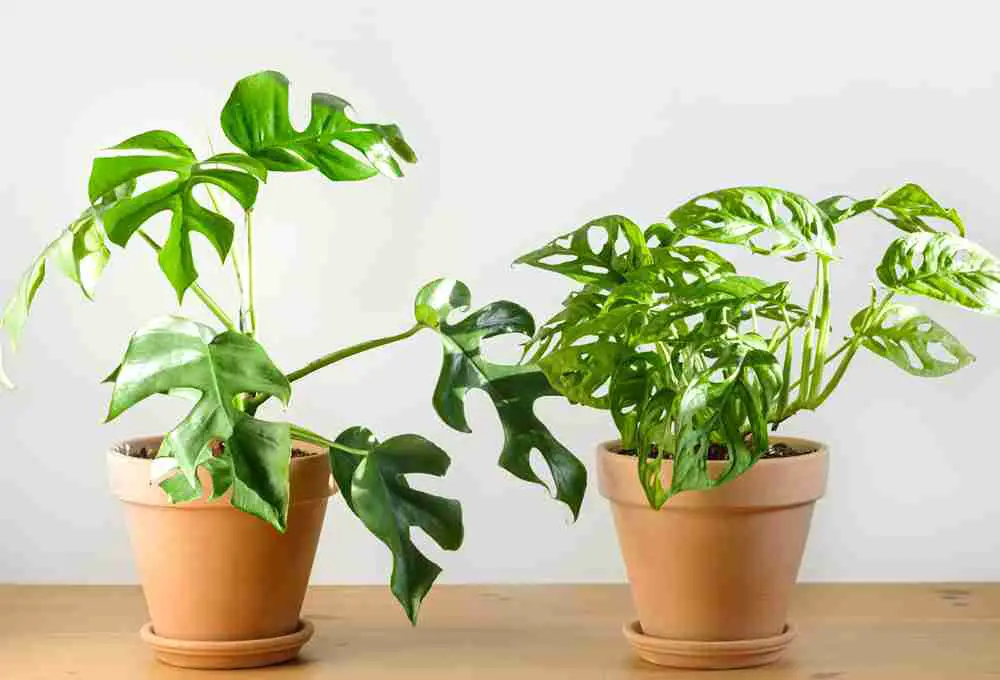 Split Leaf Philodendron vs Monstera Deliciosa - How to Tell Them Apart