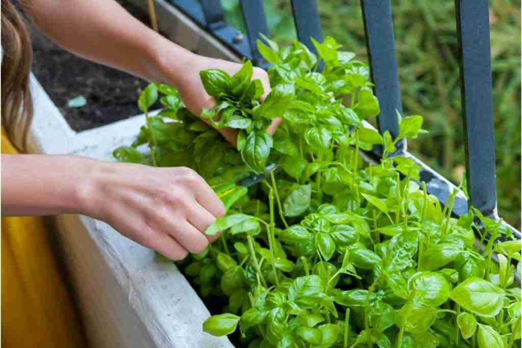 Balcony-Herb-Garden-new