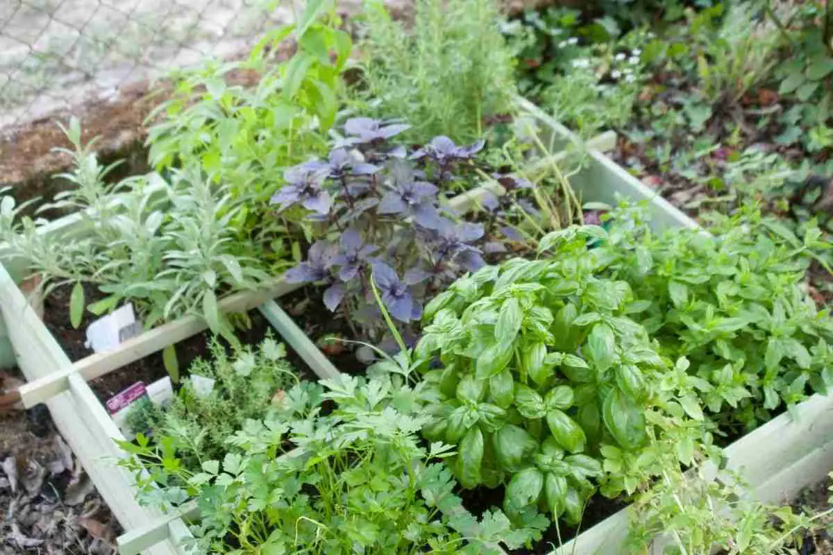 Herb-Garden-Planter-Box
