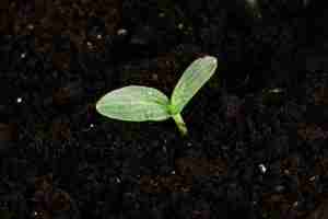 Green Seedling Growing from Soil