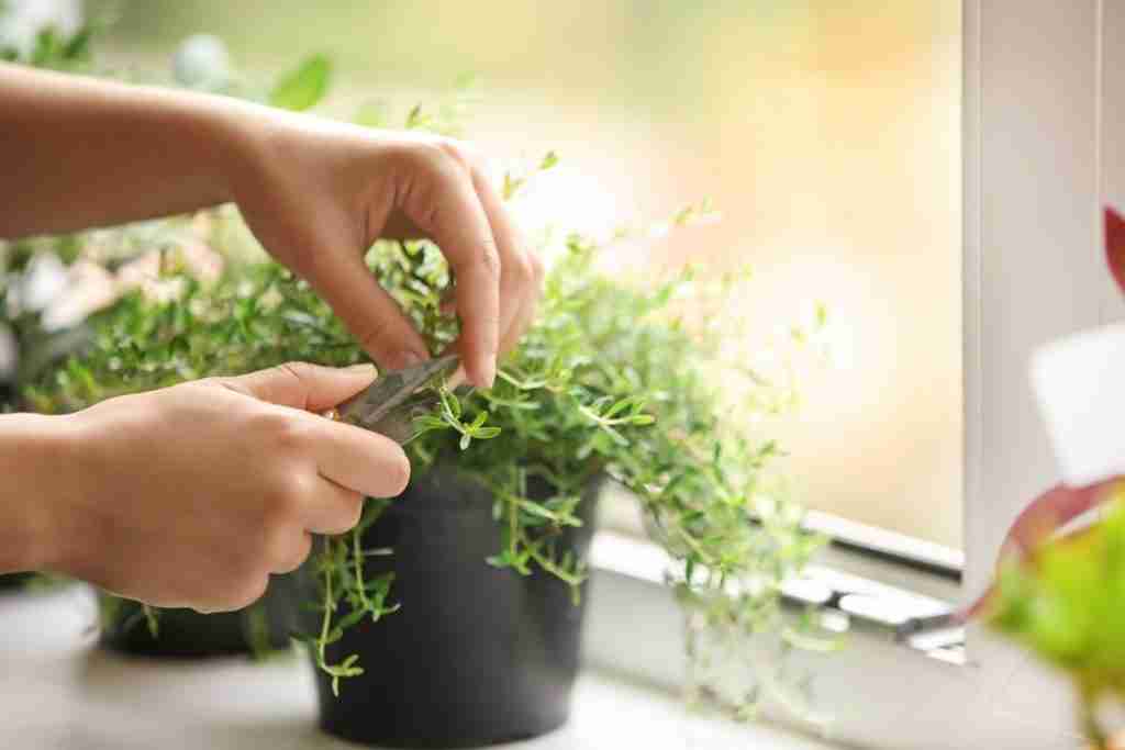 Woman Cutting Fresh Homegrown Thyme on Windowsill