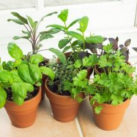 Herbs plant