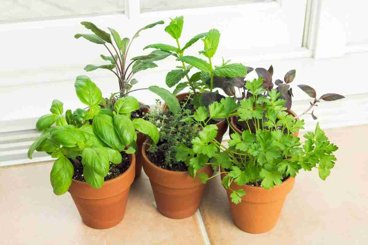 What Are The Best Herbs To Grow Inside