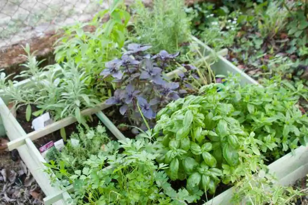 Mix of herbs in planter box