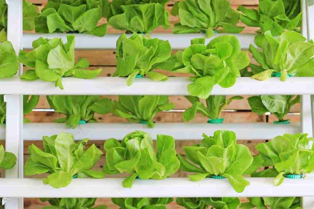 Hydroponic vegetable is planted indoor