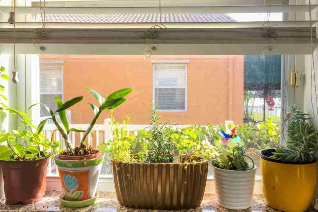 Indoor Apartment Gardens