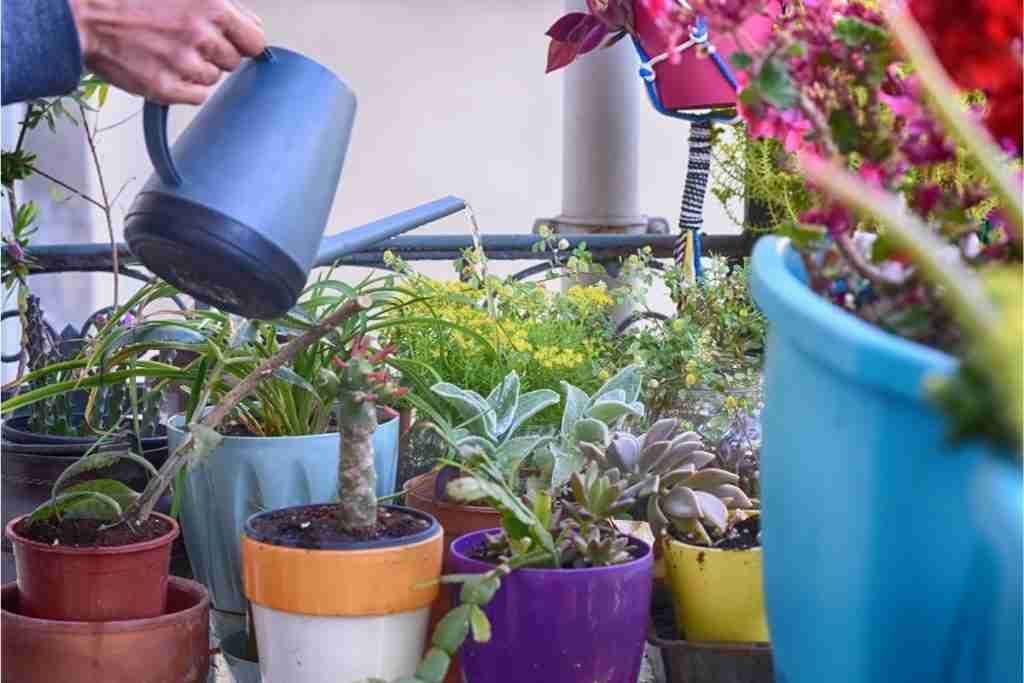 Watering indoor plants