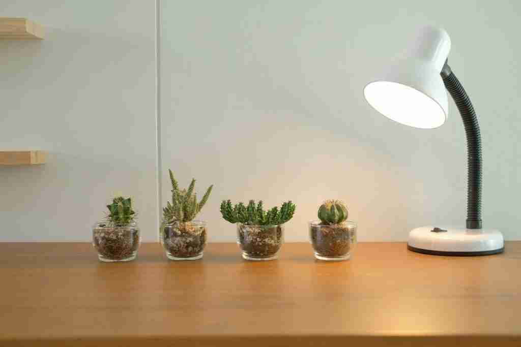 Four cacti under grow lamp