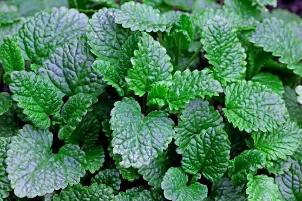 Mint leaves