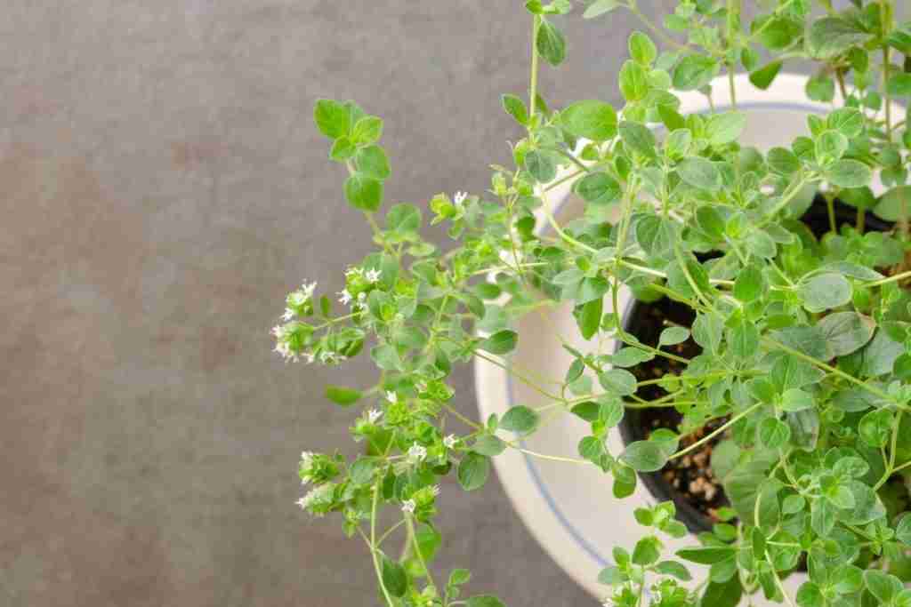 Potted oregano