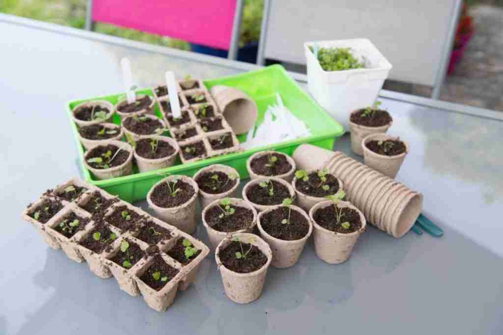 Seedlings in planter cups