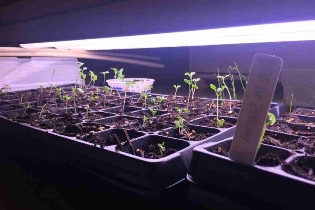 Seedlings under grow light