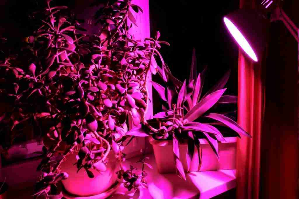 Purple grow light