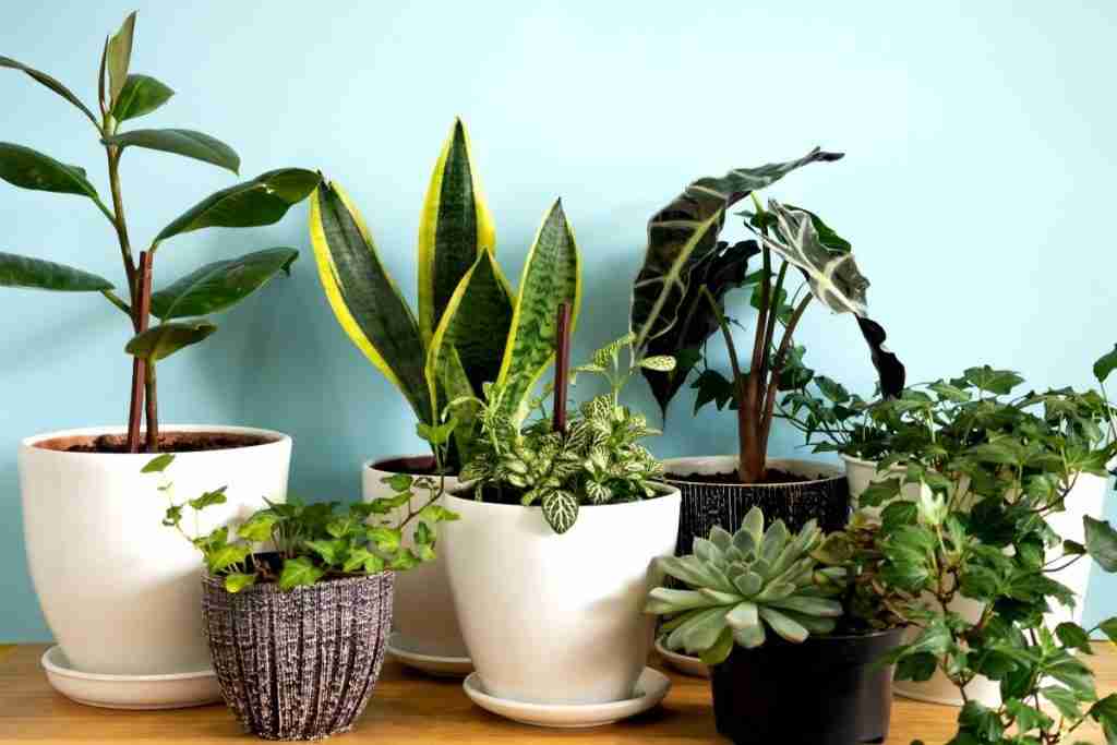 Variety of indoor plants in pots