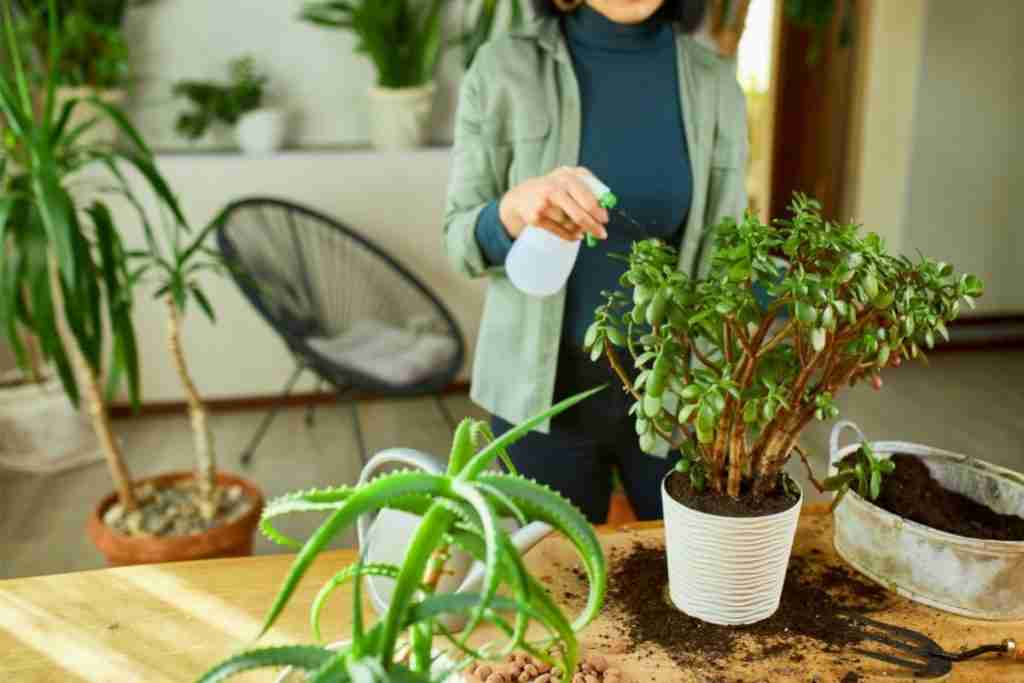 Caring for indoor plants