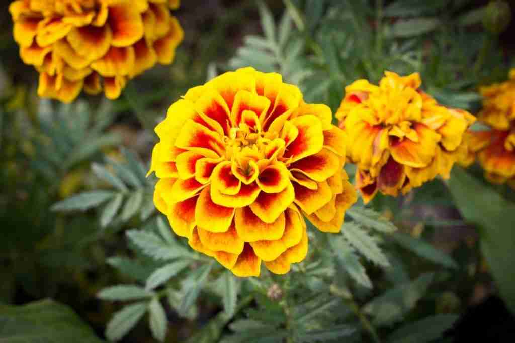 Blooming marigolds