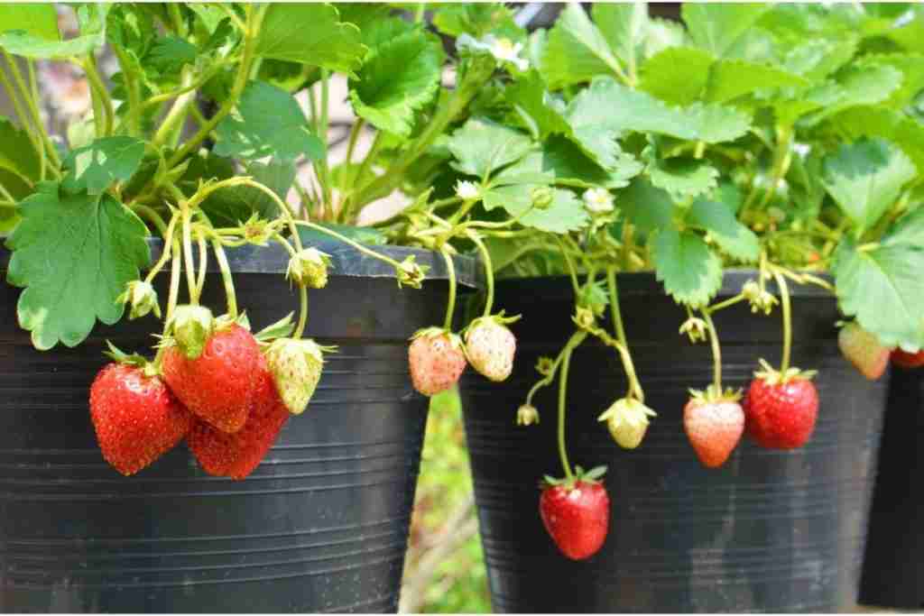 Strawberry plants