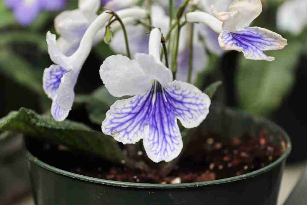Blooming-White-and-Purple-Cape-Primrose
