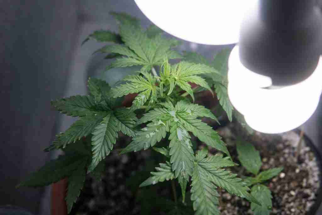 Grow-Organic-Cannabis-Indoors