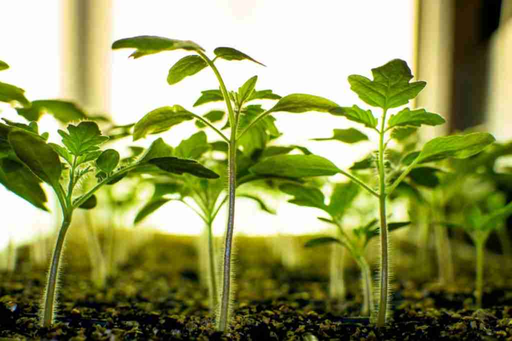 Indoor-Plant-Growing-Lights