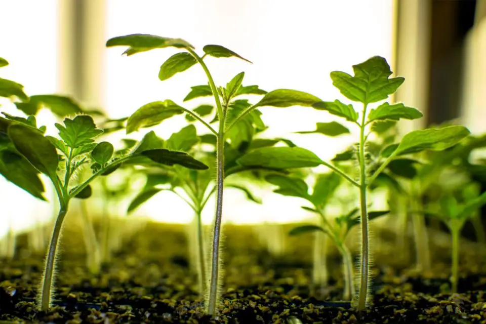 How To Choose The Best Fluorescent Grow Lights For Your Indoor Plants