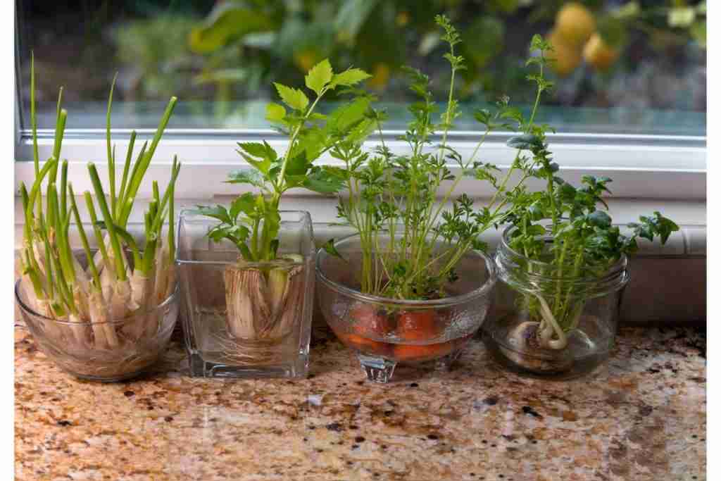 Indoor-water-garden.