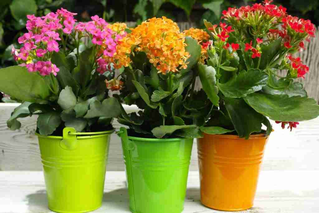 Kalanchoe-flowers-in-small-colorful-pots
